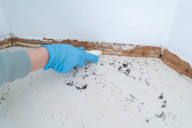 Best Best Pest Control Companies  in Centennial Park, AZ
